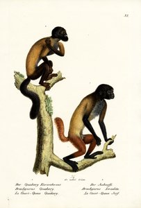 Saki barbudo, 1824